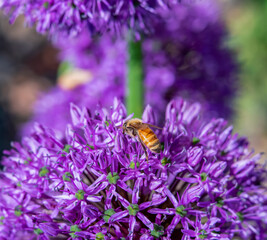 Honey Bee on Purple Allium Ornamental Onion Flowers 