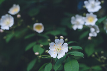 野山の野草 - 白くてかわいいノイバラの花