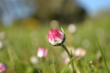 Bellis perennis L. © Did'pics