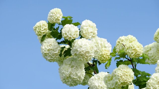 White blossom of European Cranberry Bush or Snowball Viburnum shrub, Viburnum opulus roseum