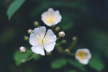 野山の野草 - 白くてかわいいノイバラの花