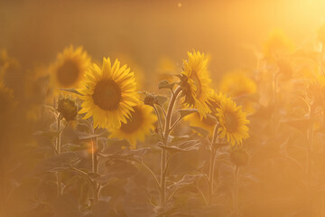 tournesol