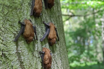 Bat hangout