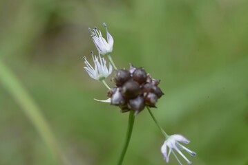 Wild rocambole flowers. Amaryllidaceae perennial grass. Edible and medicinal plants.