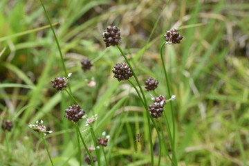 Wild rocambole flowers. Amaryllidaceae perennial grass. Edible and medicinal plants.