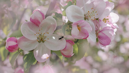 Spring nature banner, soft focus image of  blossoming apple tree branches. Apple tree flowers in full bloom with one ant on petal.