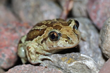 Confused spadefoot