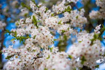 Kwitnące wiosenne kwiaty w parku