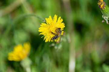 Bees on blooming dandelions in spring.