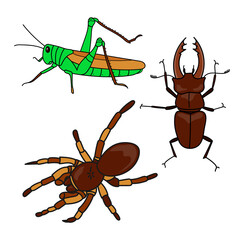Insect collection cartoon set. Insect illustration, drawing, Tarantula, Stag beetle, Grasshopper.