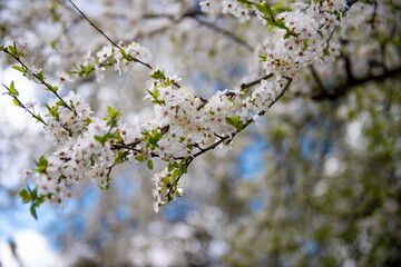 Kwitnące wiosenne kwiaty w parku