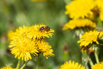 Bees on blooming dandelions in spring.
