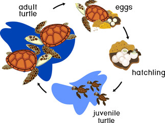Life cycle of sea turtle. Sequence of stages of development of turtle from egg to adult animal with titles