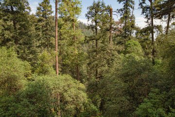 &aacute;rboles altos en la monta&ntilde;a