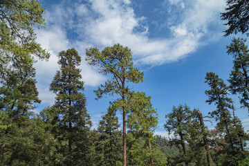 árboles altos con nubes en día soleado