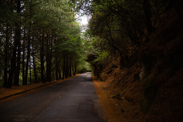 carretera con &aacute;rboles verdes con tonos caf&eacute;s