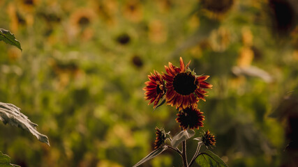Vibrant close-ups of sunflowers in a beautiful field. Nature's beauty in every petal. Perfect for bringing a touch of sunshine to your projects.