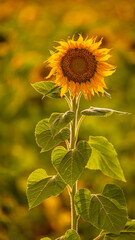Vibrant close-ups of sunflowers in a beautiful field. Nature's beauty in every petal. Perfect for bringing a touch of sunshine to your projects.