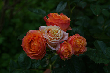 Portraits de Roses dans leur splendeur
