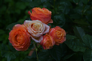 Portraits de Roses dans leur splendeur