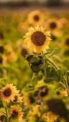 Vibrant close-ups of sunflowers in a beautiful field. Nature's beauty in every petal. Perfect for bringing a touch of sunshine to your projects.