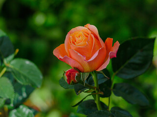 Portraits de Roses dans leur splendeur