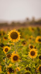 Vibrant close-ups of sunflowers in a beautiful field. Nature's beauty in every petal. Perfect for bringing a touch of sunshine to your projects.