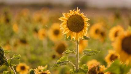 Vibrant close-ups of sunflowers in a beautiful field. Nature's beauty in every petal. Perfect for bringing a touch of sunshine to your projects.