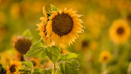 Vibrant close-ups of sunflowers in a beautiful field. Nature's beauty in every petal. Perfect for bringing a touch of sunshine to your projects.