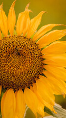 Vibrant close-ups of sunflowers in a beautiful field. Nature's beauty in every petal. Perfect for bringing a touch of sunshine to your projects.