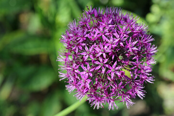Purple Allium flower