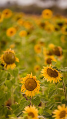 Vibrant close-ups of sunflowers in a beautiful field. Nature's beauty in every petal. Perfect for bringing a touch of sunshine to your projects.