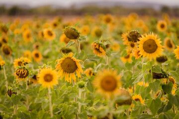 Vibrant close-ups of sunflowers in a beautiful field. Nature's beauty in every petal. Perfect for bringing a touch of sunshine to your projects.