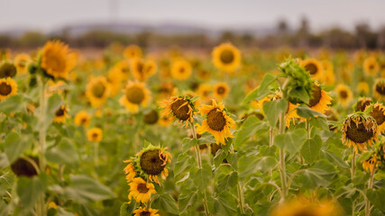 Vibrant close-ups of sunflowers in a beautiful field. Nature's beauty in every petal. Perfect for bringing a touch of sunshine to your projects.