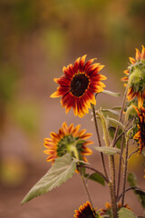 Vibrant close-ups of sunflowers in a beautiful field. Nature's beauty in every petal. Perfect for bringing a touch of sunshine to your projects.