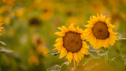 Vibrant close-ups of sunflowers in a beautiful field. Nature's beauty in every petal. Perfect for bringing a touch of sunshine to your projects.