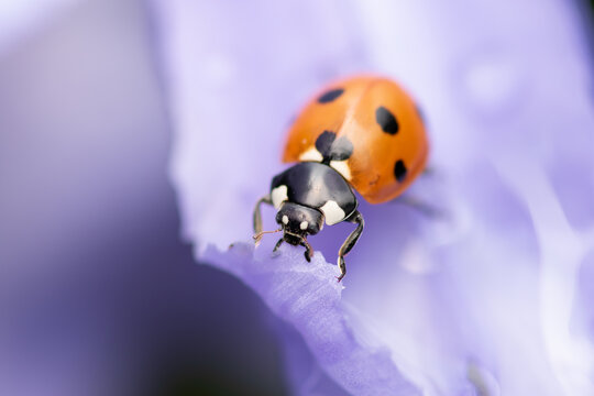 image of ladybird feeding on iris purple flower during the summer.