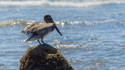 Graceful Pelicans - Beach Bliss