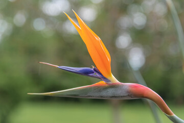 Papageienblume Nahaufnahme © driendl