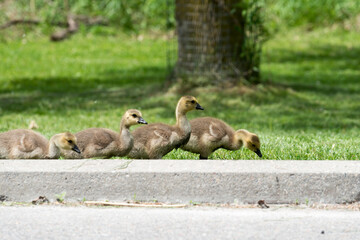 group of goslings approach a roadway