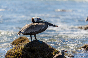 Graceful Pelicans - Beach Bliss