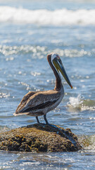 Graceful Pelicans - Beach Bliss