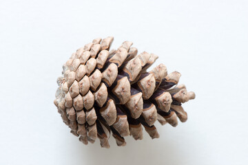 pine cone (side view) isolated on white - viewed from above and photographed with a macro lens