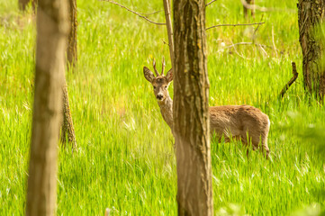 View on a roe deer in the forest