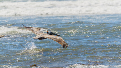 Graceful Pelicans in Flight - Beach Bliss