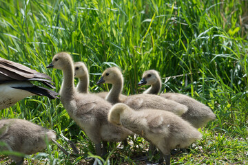 goslings group behind adult geese before crossing a pool of water