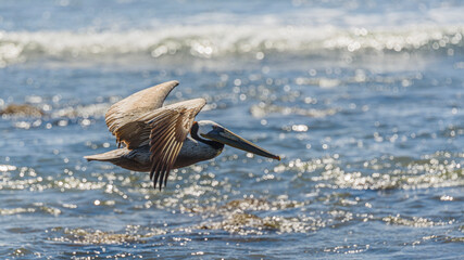 Graceful Pelicans in Flight - Beach Bliss