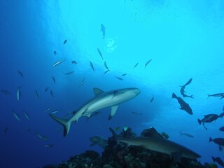 Naklejka premium Tiburon