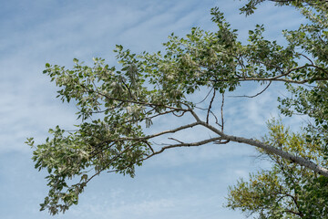 branches of a poplar tree with fuzzy catkins and tufts or fluff blowing in the wind against blue sky