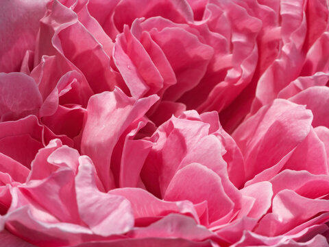 Delicate pink rose petals close-up background. Beautiful peony flower head macro backdrop. Pale crimson lush spring flower close-up. Soft focus floral design element for greeting card.